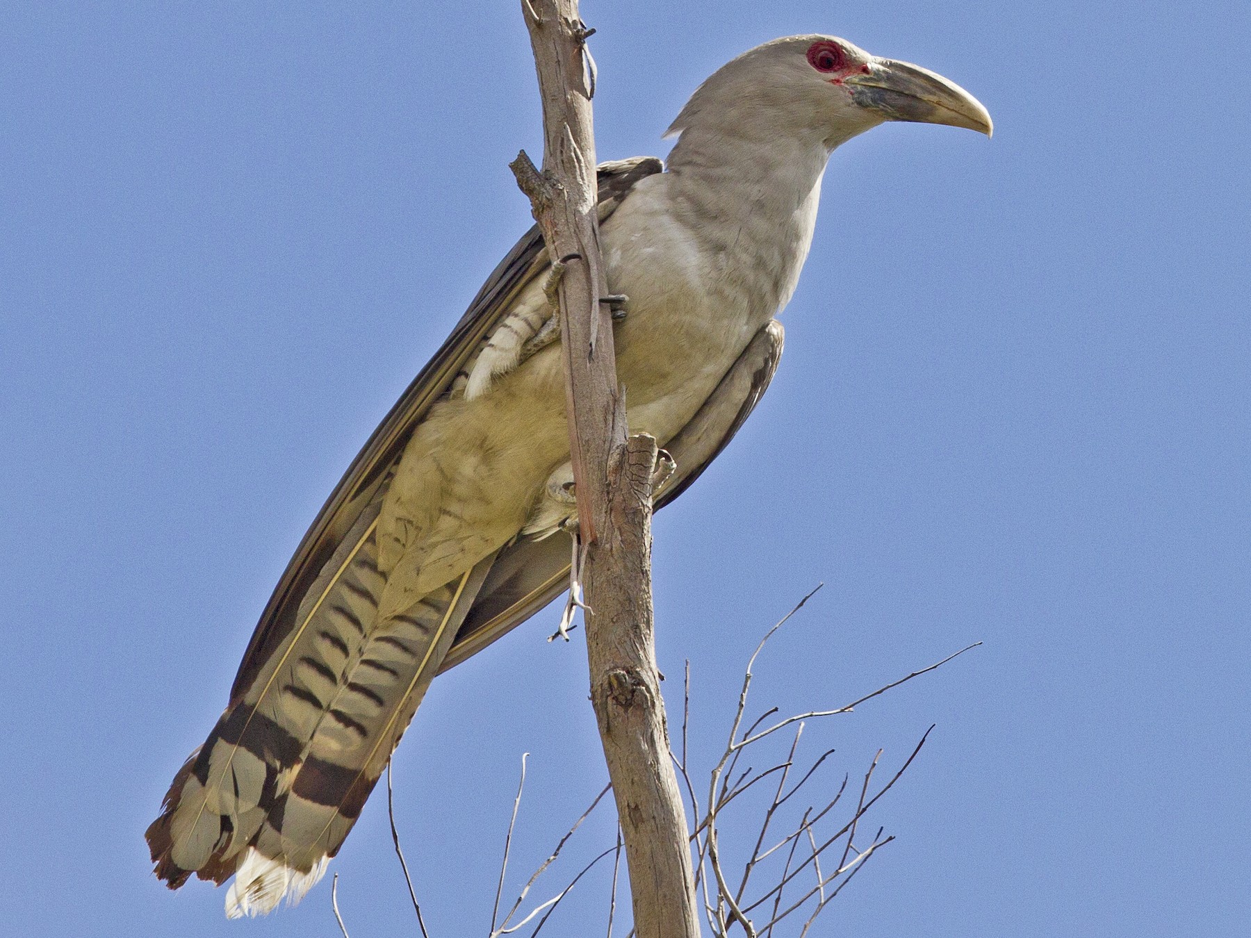 Channel-billed Cuckoo - Mat Gilfedder