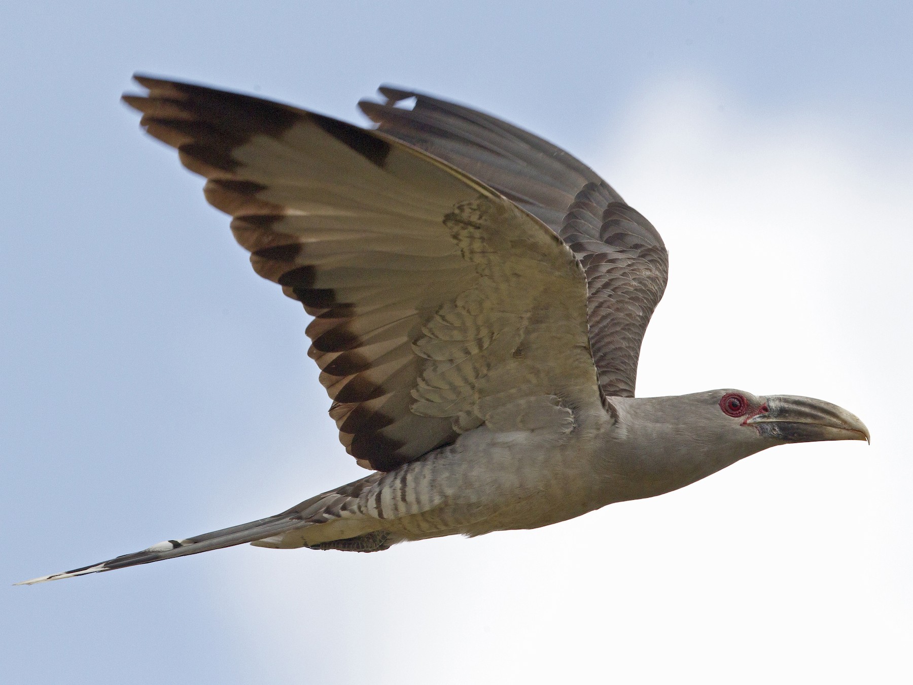 オオオニカッコウ Ebird