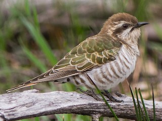  - Horsfield's Bronze-Cuckoo