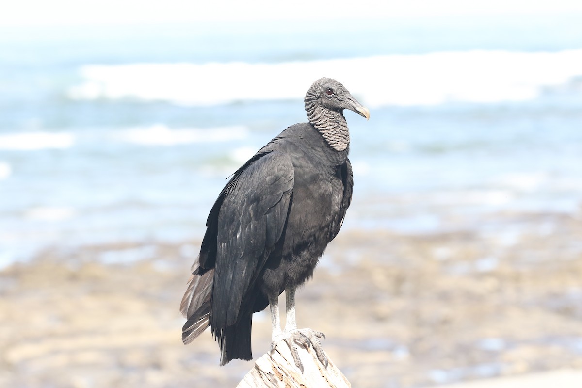 Black Vulture - ML122292291