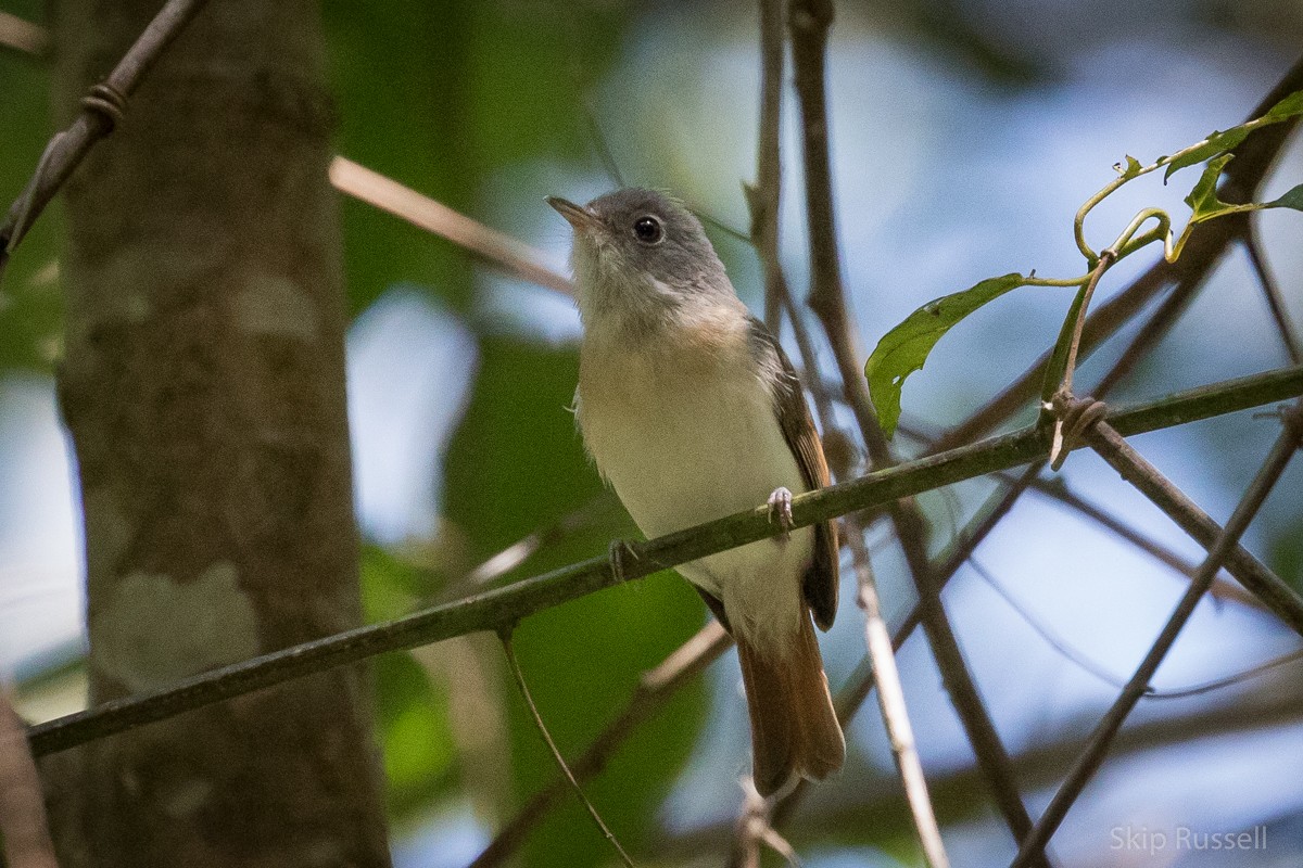Red-tailed Newtonia - ML122293661