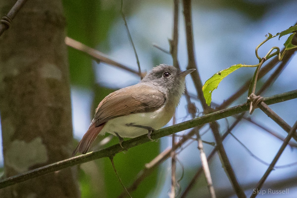 Red-tailed Newtonia - ML122293671