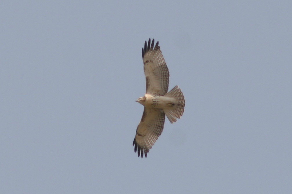Red-tailed Hawk - ML122295941