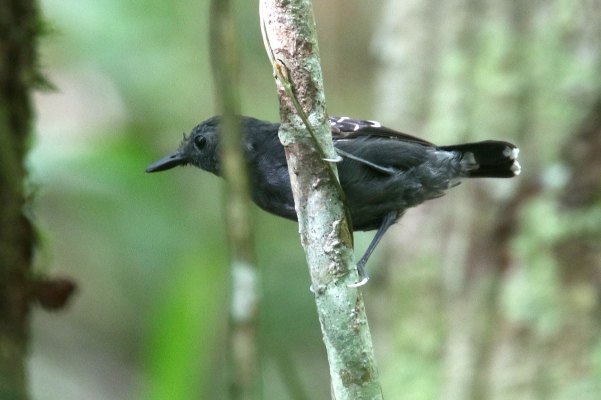 Common Scale-backed Antbird - Noah Strycker