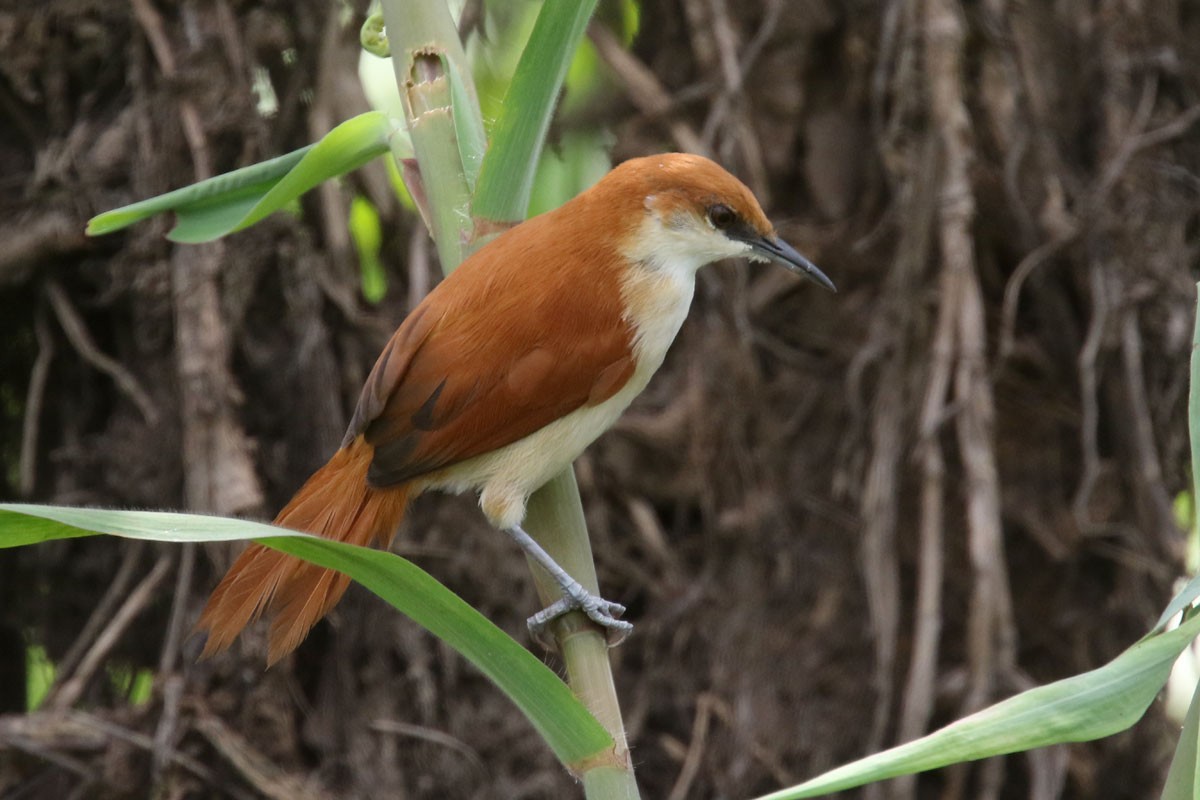 Red-and-white Spinetail - Noah Strycker
