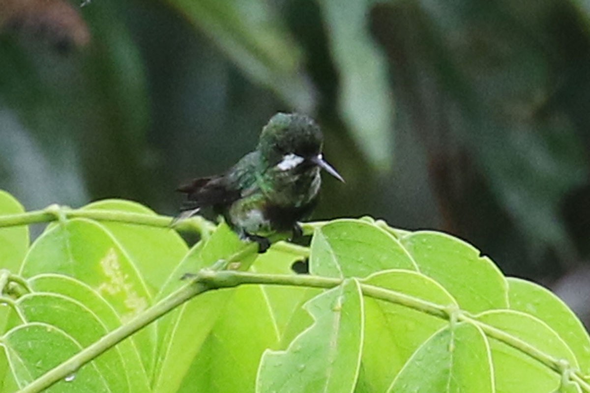 Black-bellied Thorntail - ML122297311