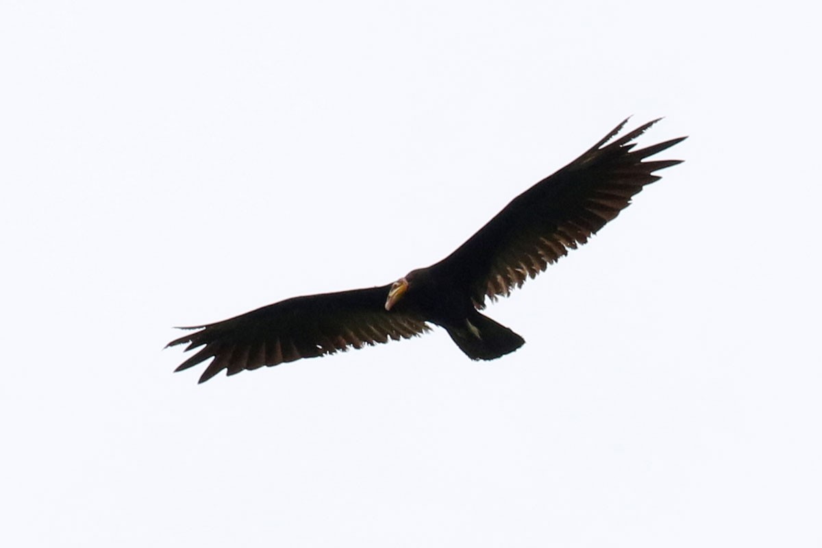 Greater Yellow-headed Vulture - ML122297331