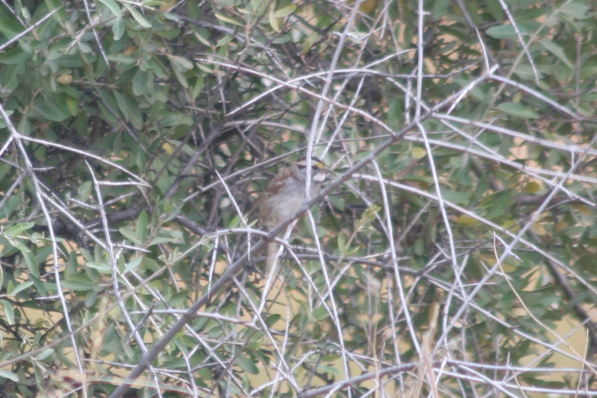White-throated Sparrow - Robert Gowan
