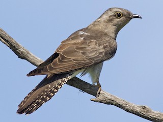  - Pallid Cuckoo