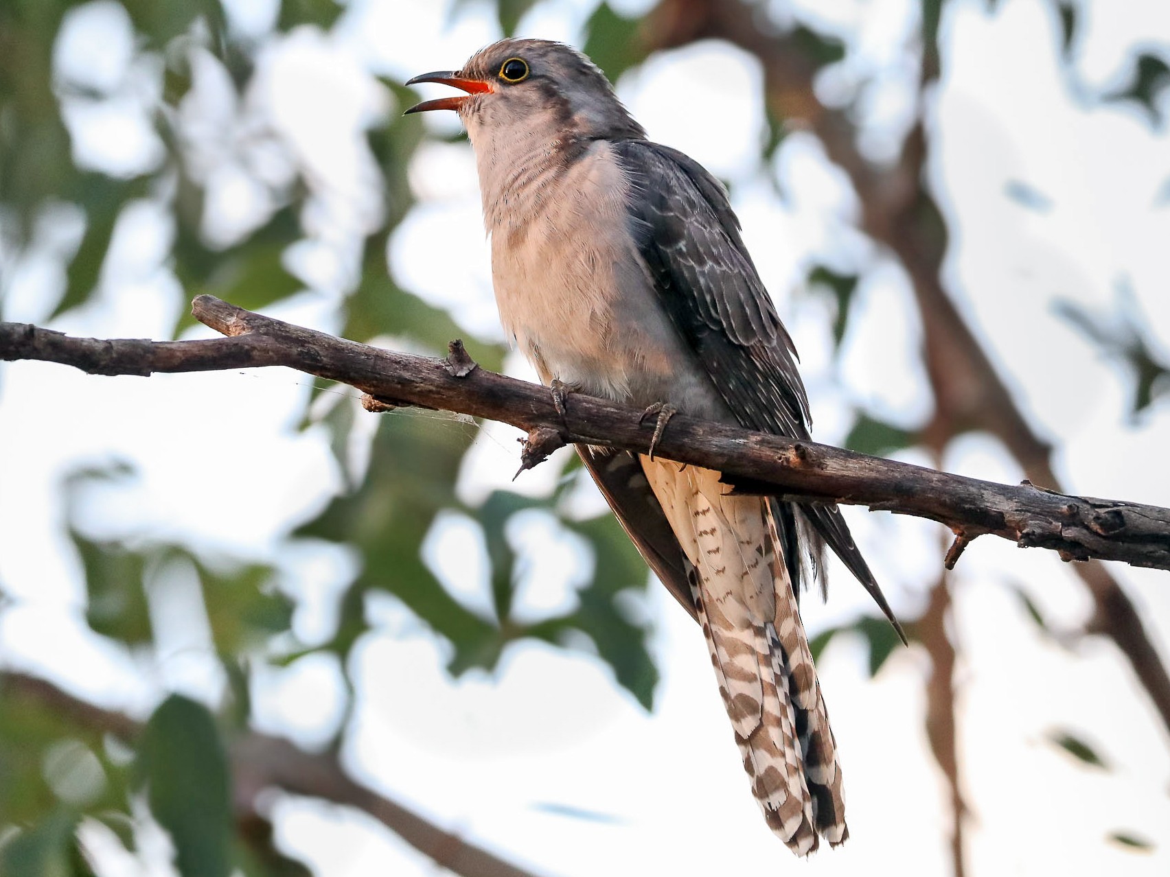 Pallid Cuckoo - Ged Tranter