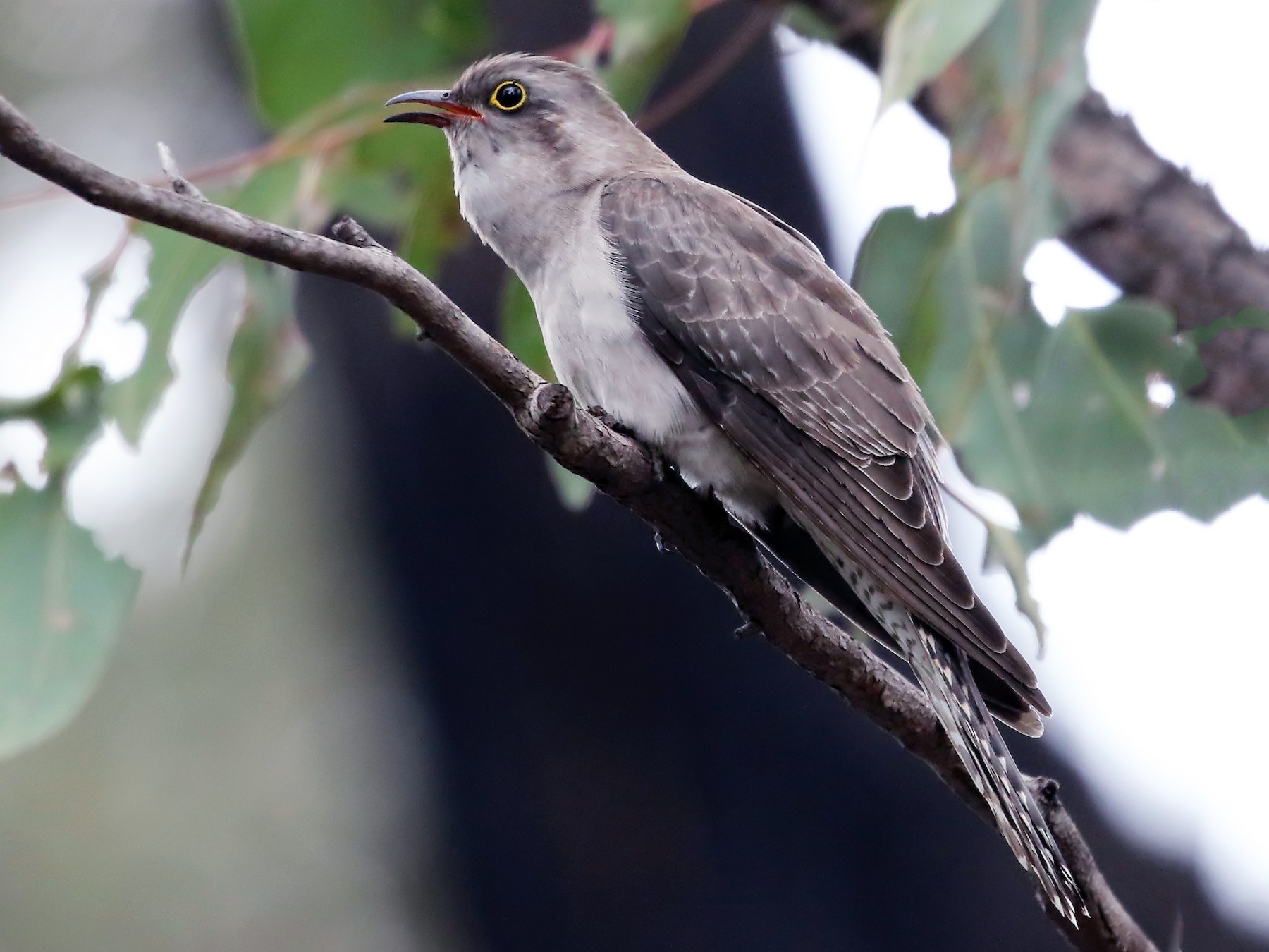 Pallid Cuckoo - David Ongley