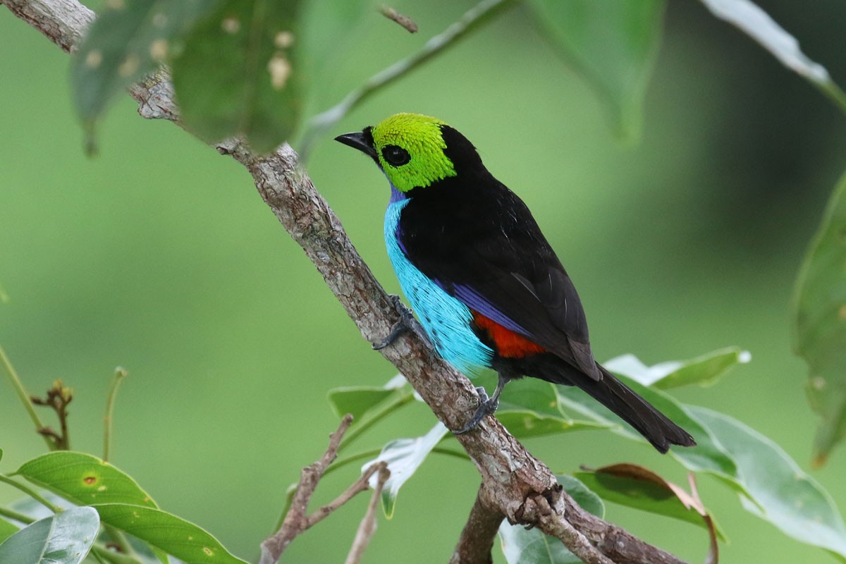 Paradise Tanager - ML122298021