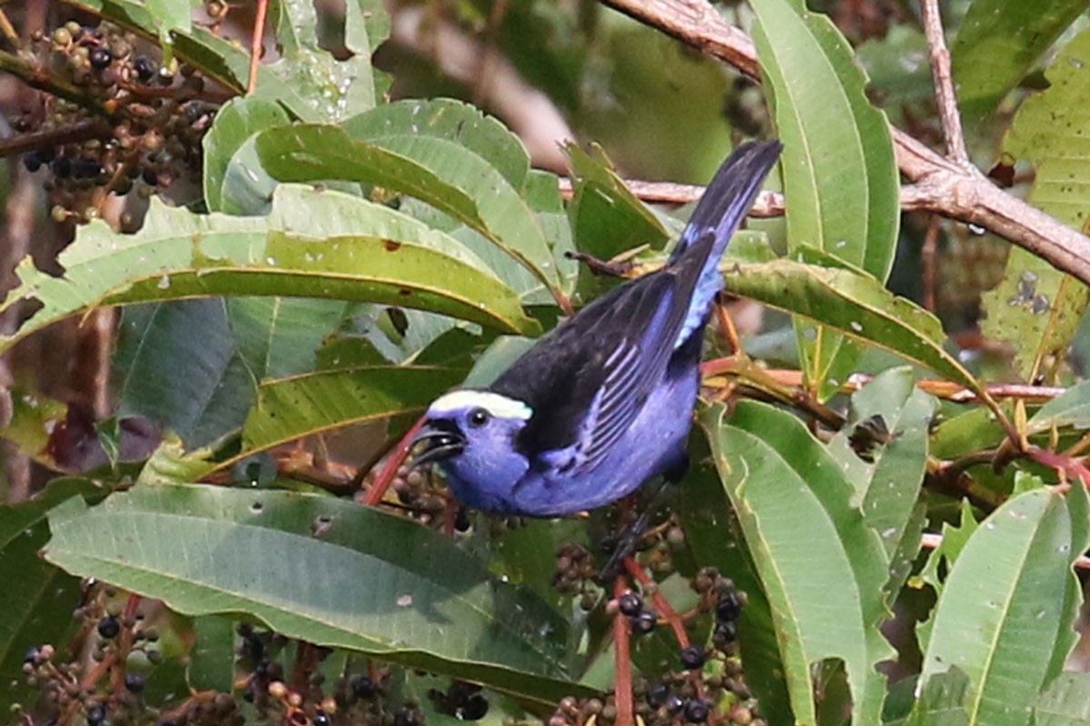 Opal-crowned Tanager - ML122298051