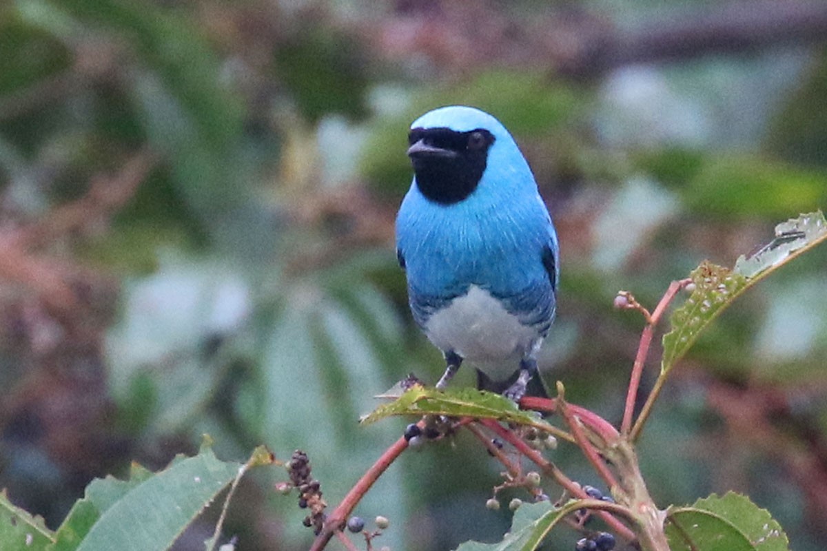 Swallow Tanager - ML122298071