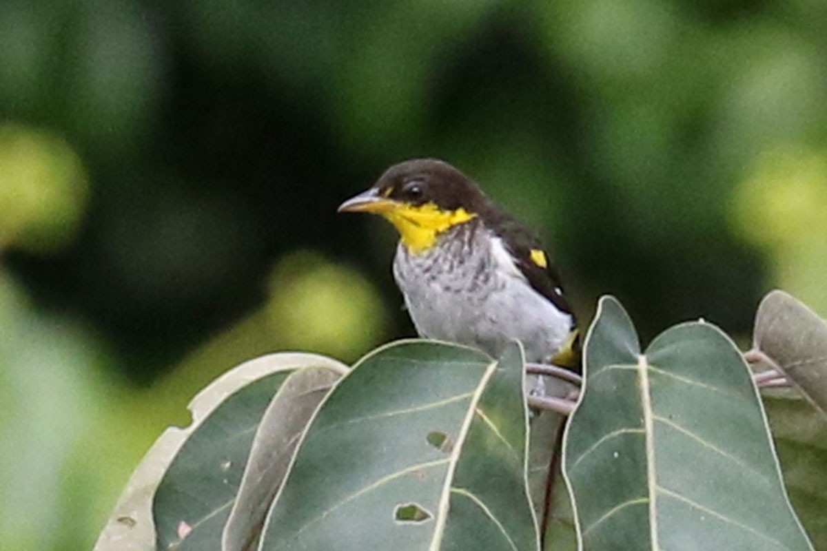Yellow-backed Tanager - ML122298141