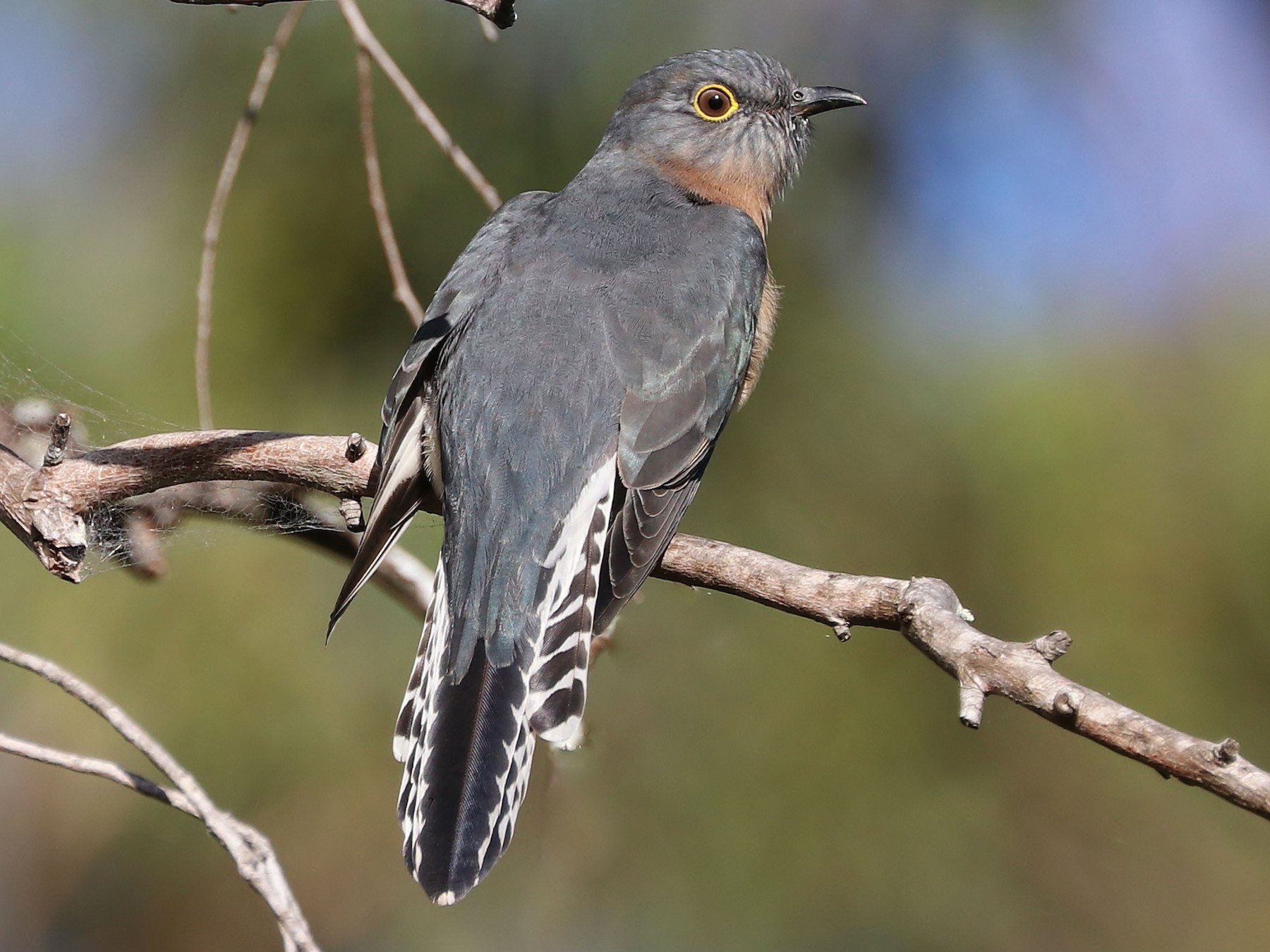 Fan-tailed Cuckoo - Rick Franks