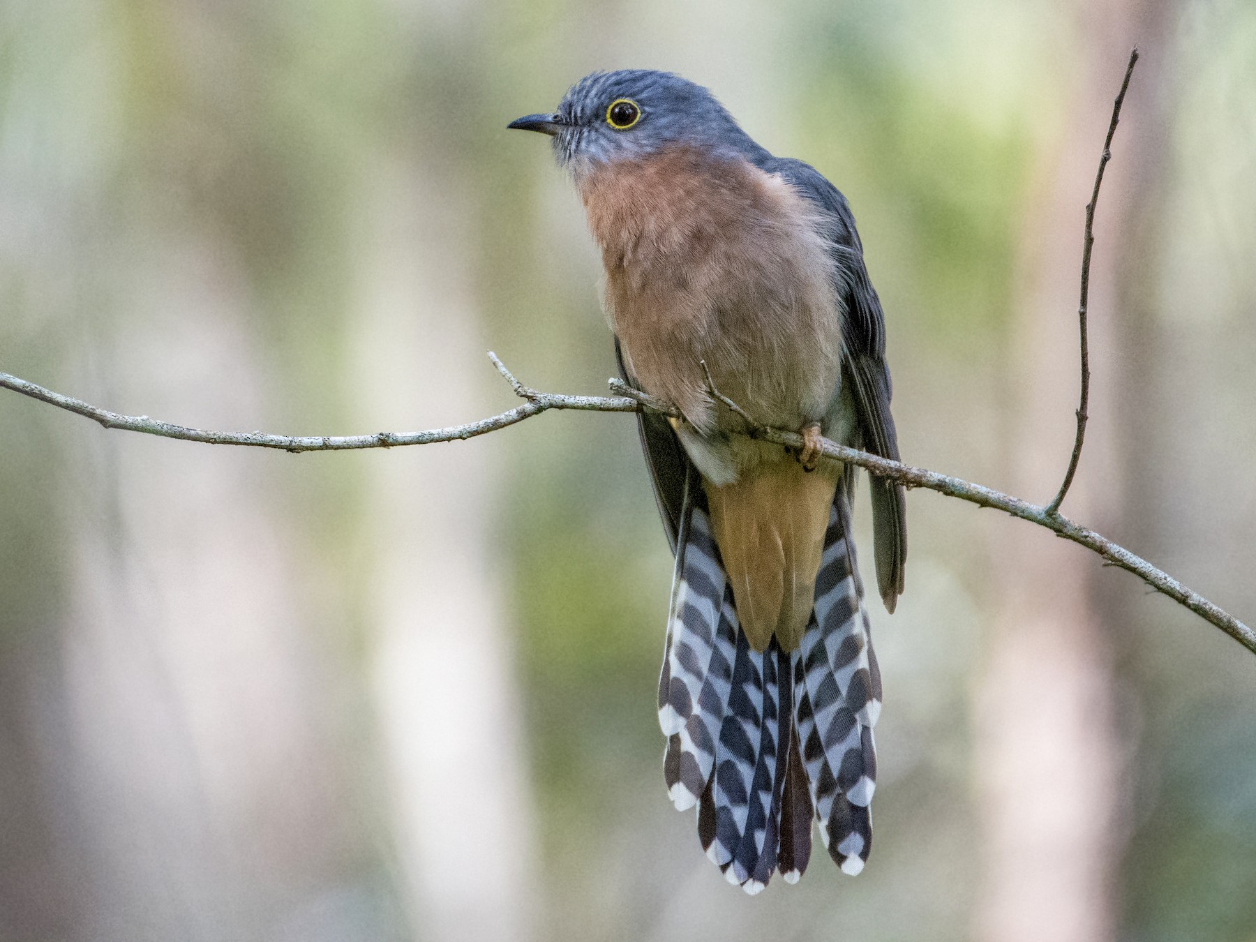 Fan-tailed Cuckoo - Lucas Brook