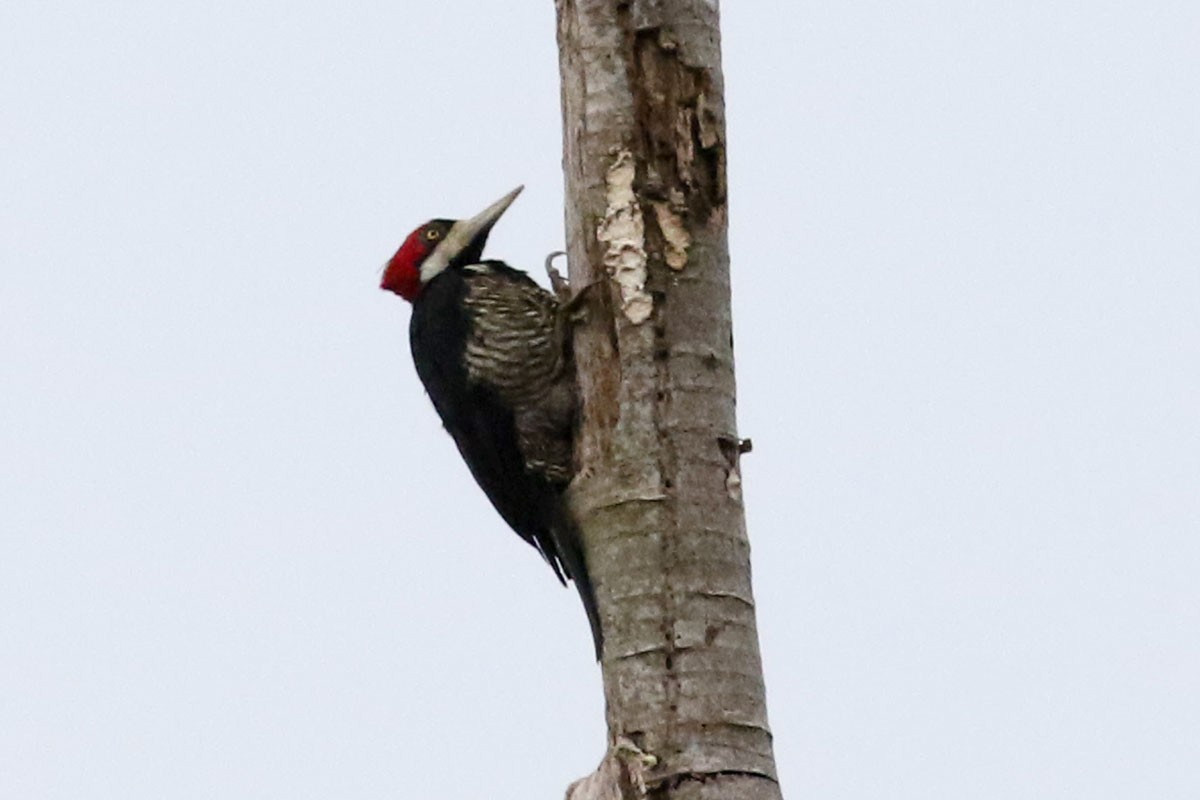 Crimson-crested Woodpecker - Noah Strycker