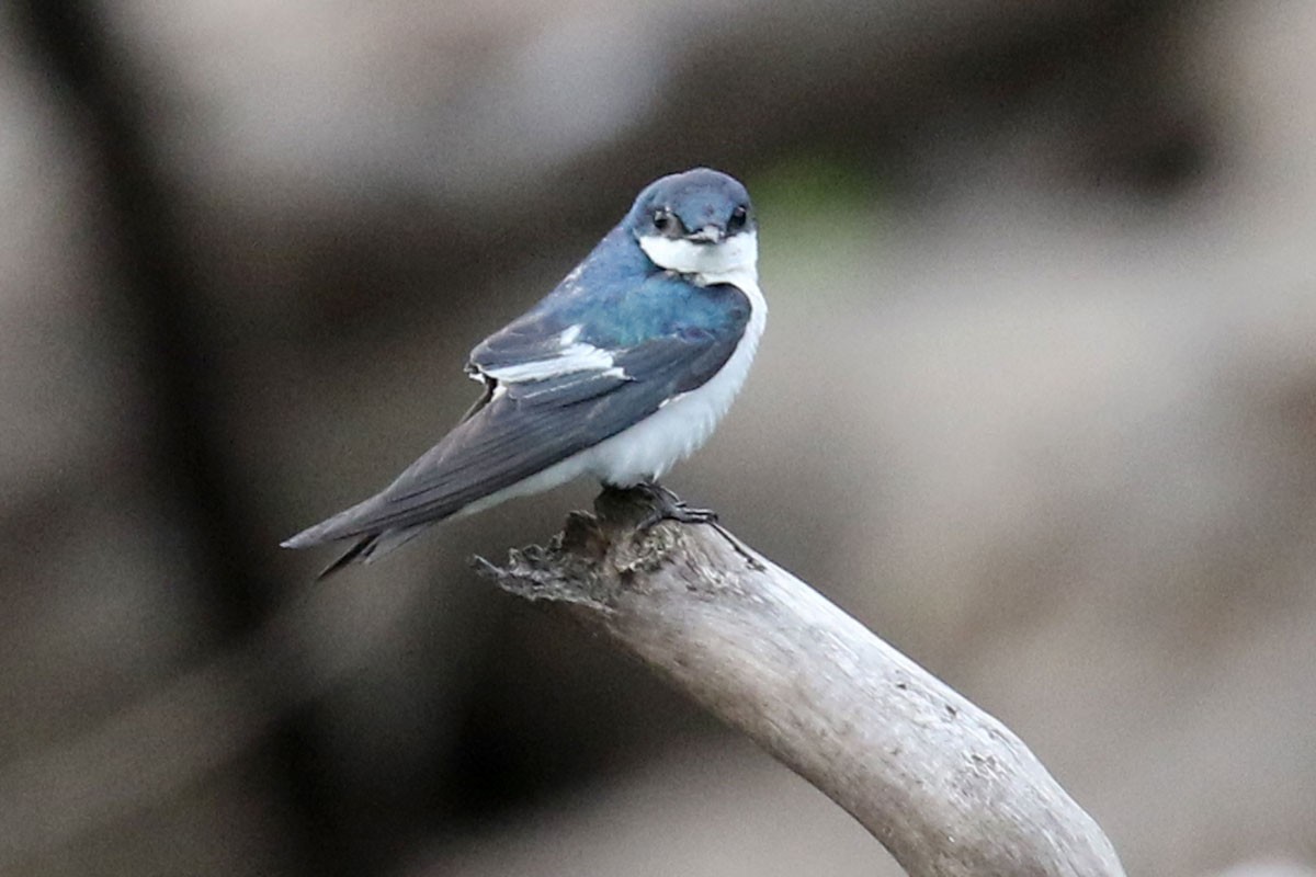 White-winged Swallow - ML122298891