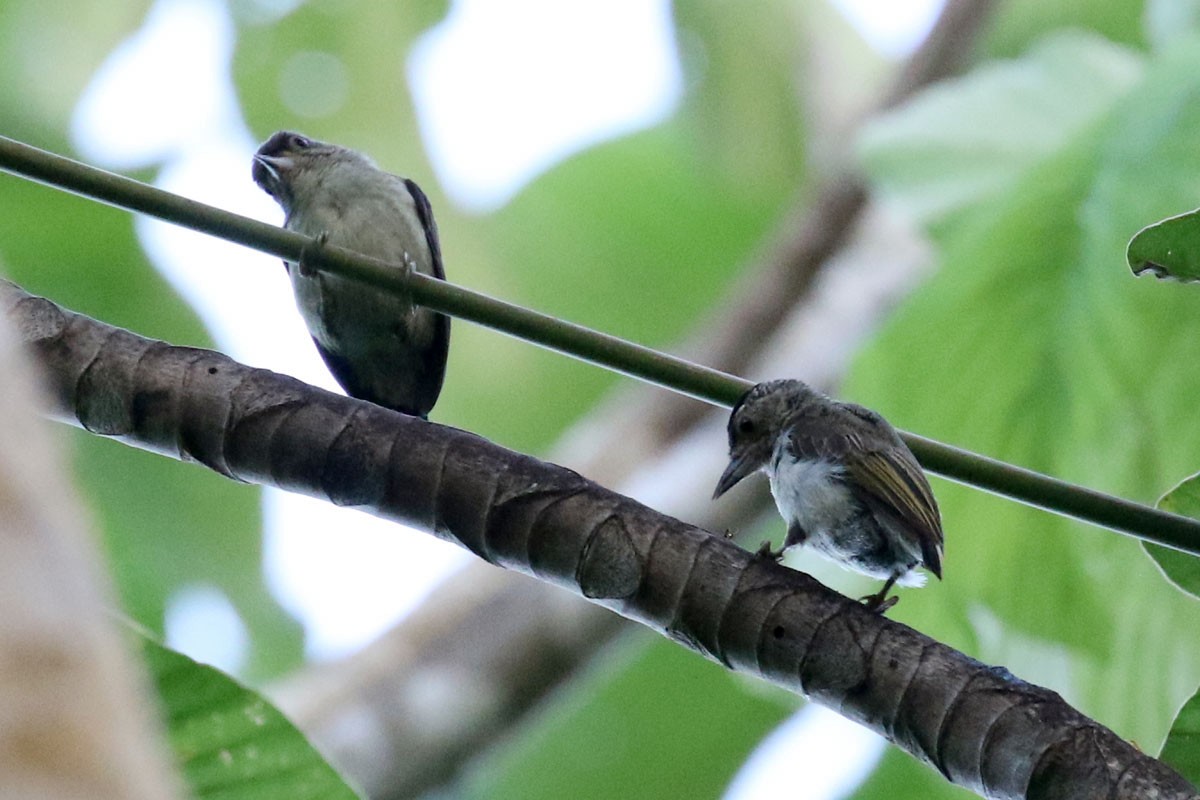 Plain-breasted Piculet - ML122299281