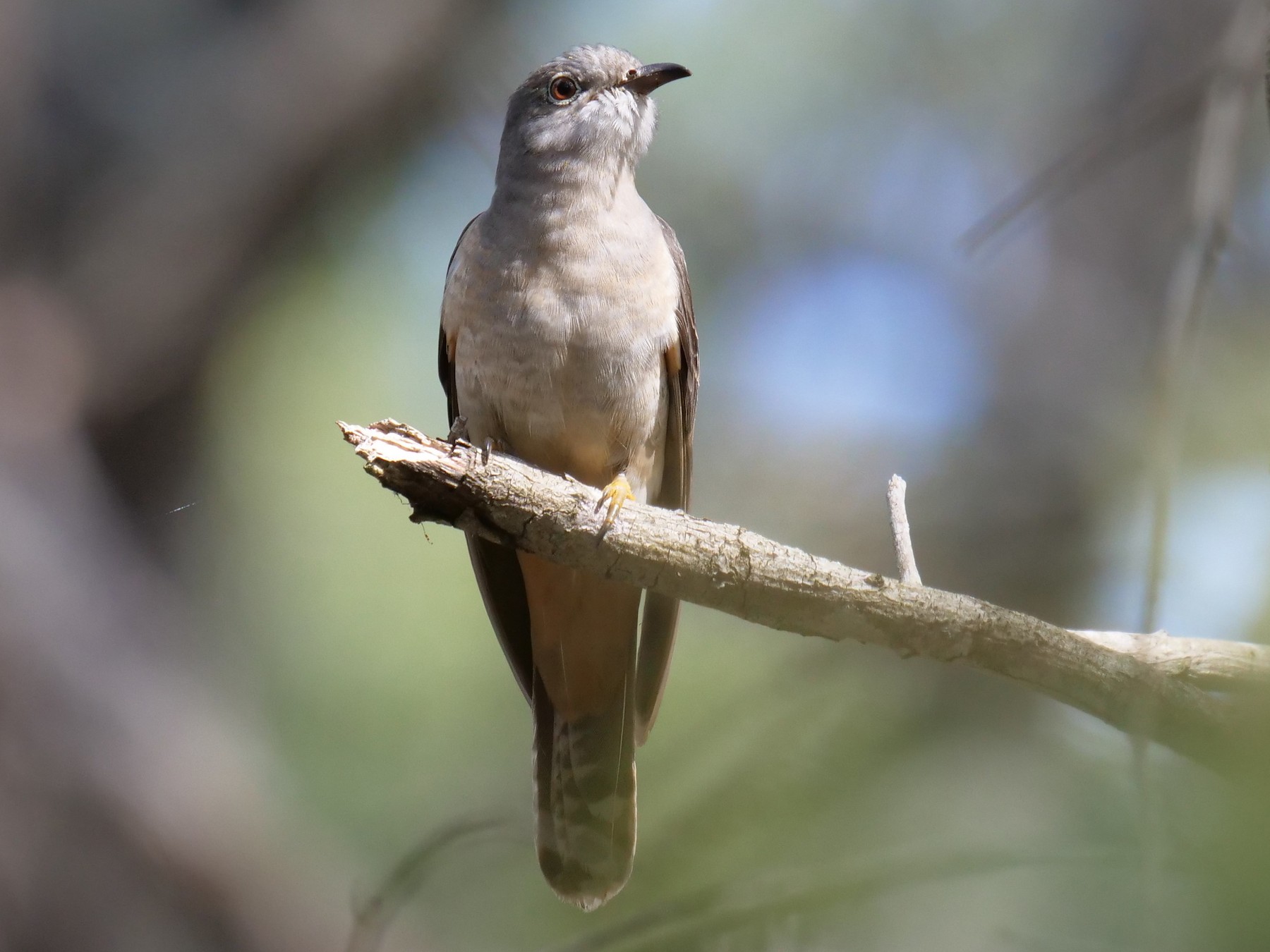 Brush Cuckoo - Frank Coman