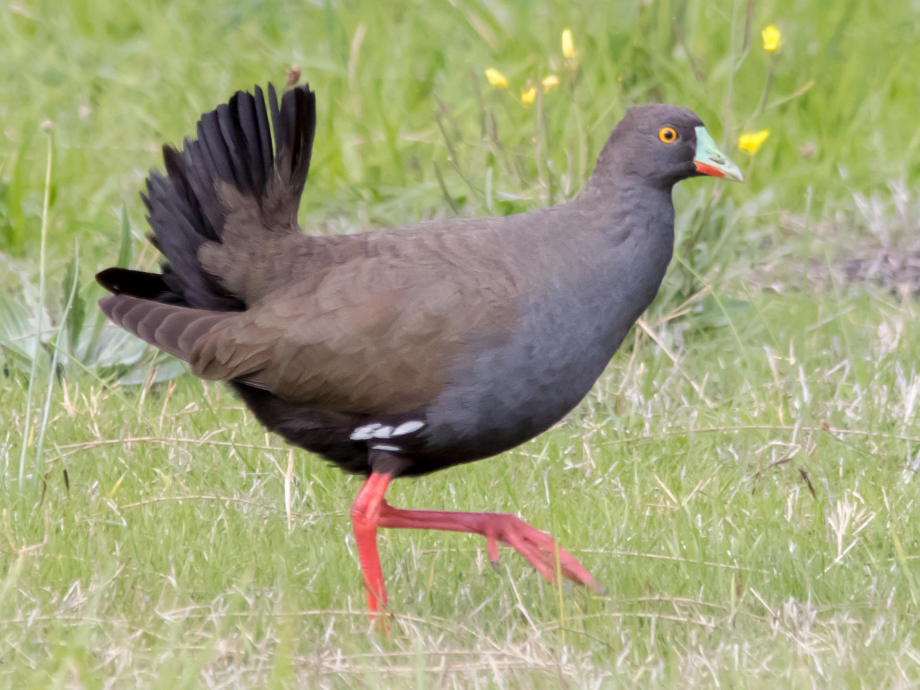 Black-tailed Nativehen - eBird
