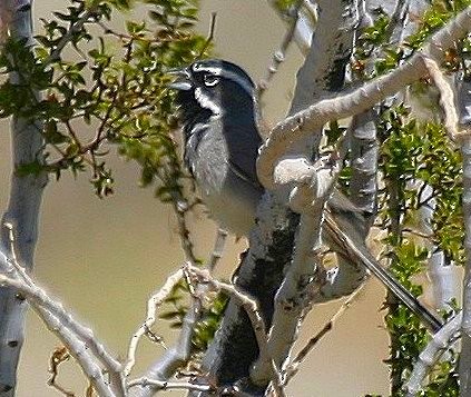 Black-throated Sparrow - Pierre Howard