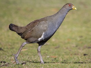  - Tasmanian Nativehen