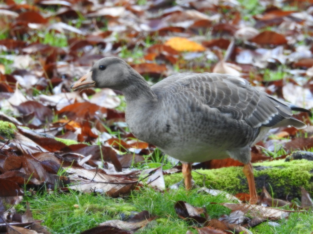 Greater White-fronted Goose - ML122302741