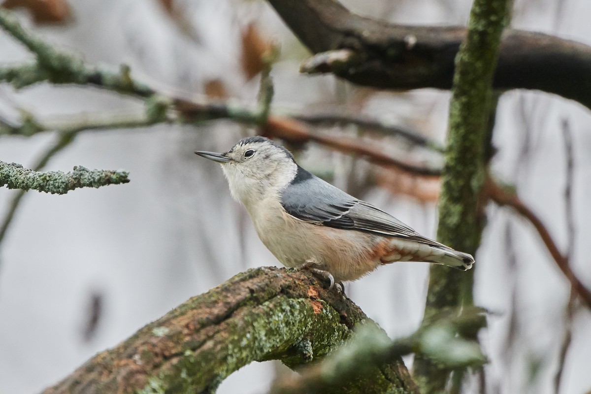 White-breasted Nuthatch - ML122304631