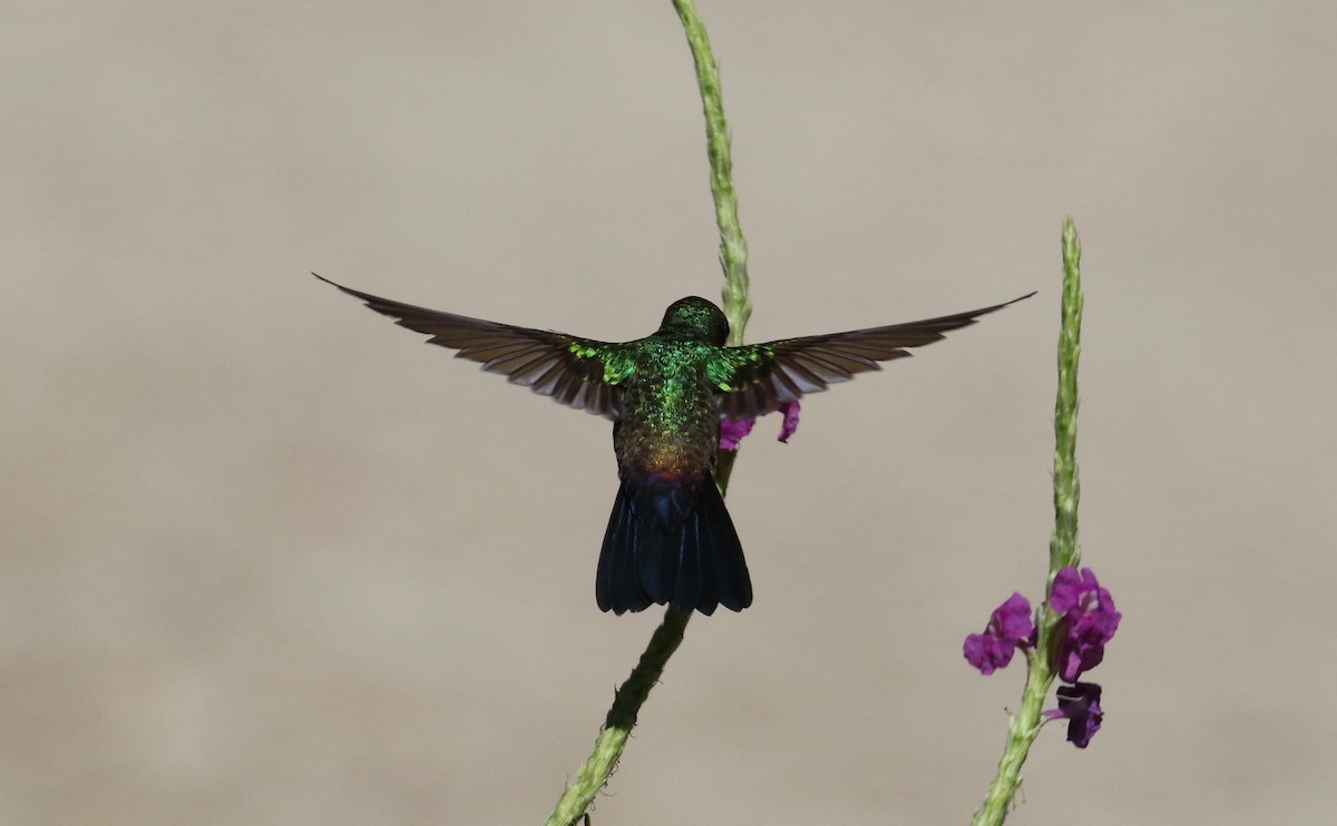 Blue-vented Hummingbird - Laurens Halsey