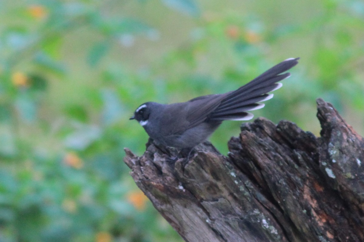 White-throated Fantail - ML122306871