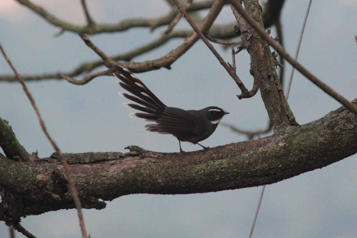 White-throated Fantail - ML122306891