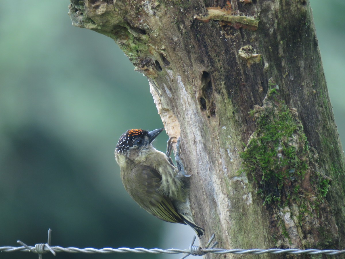 Olivaceous Piculet - ML122307261