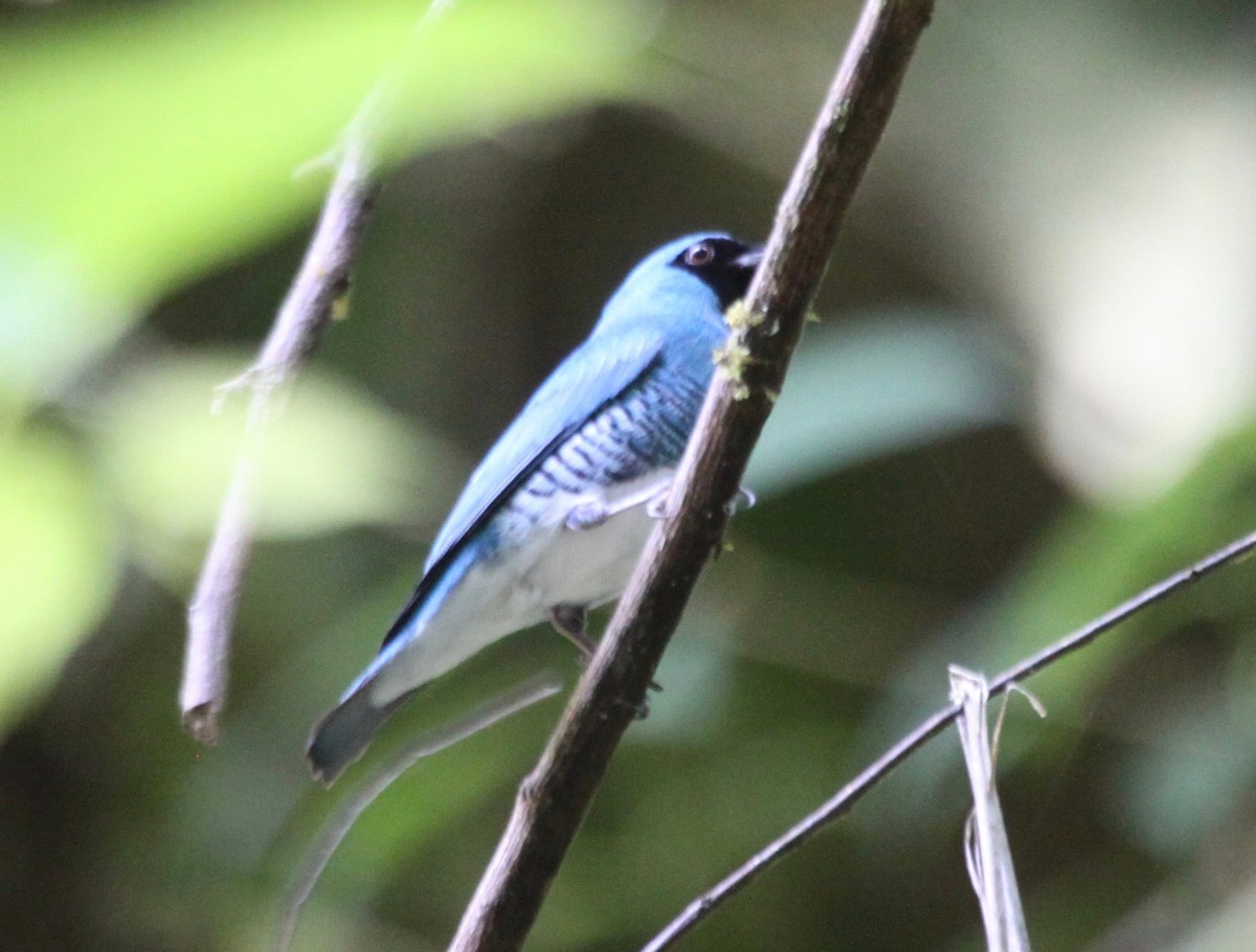 Swallow Tanager - ML122307451
