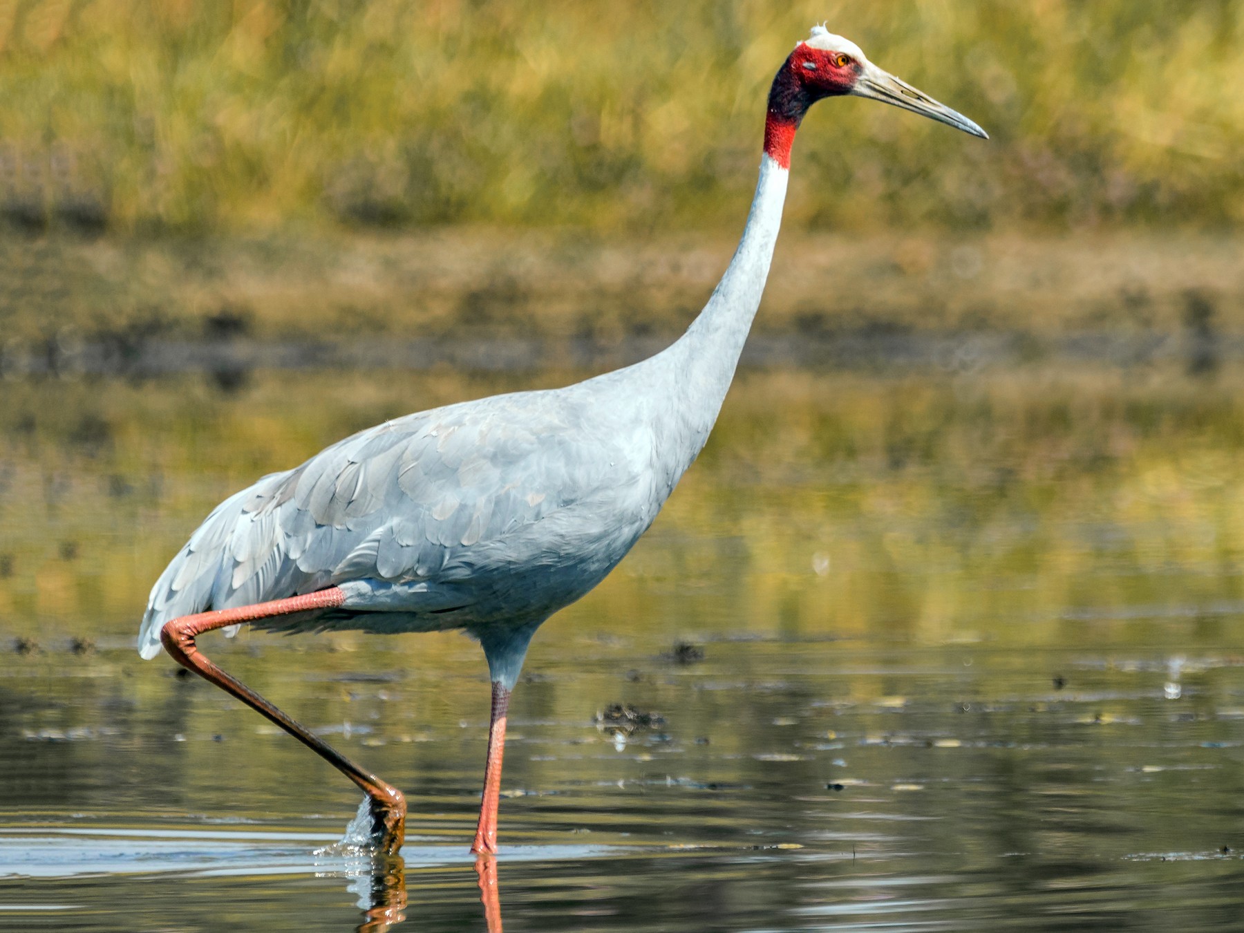 Sarus Crane - Indranil Bhattacharjee