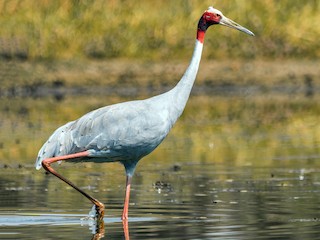  - Sarus Crane