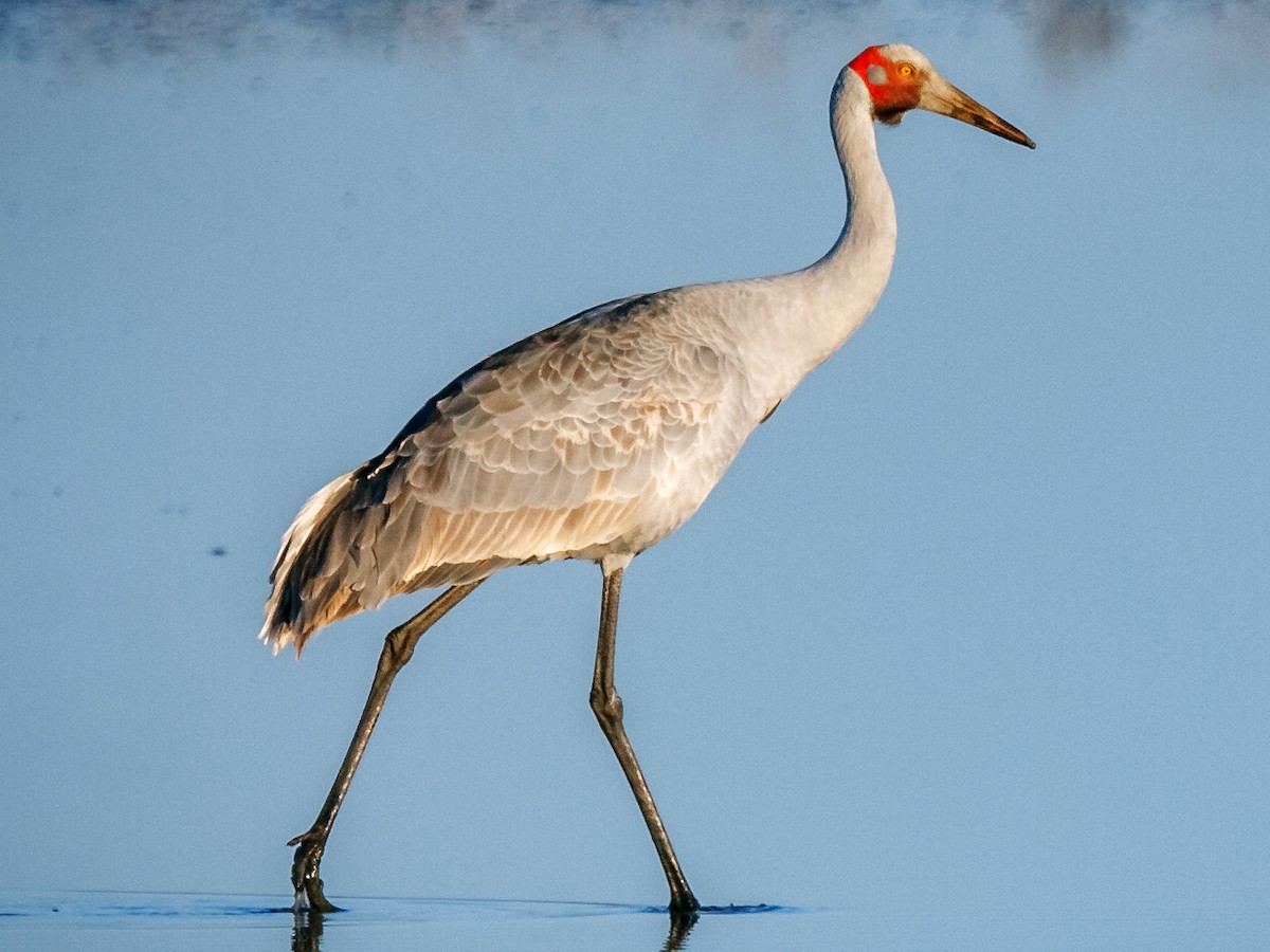 Brolga - Antigone rubicunda - Birds of the World