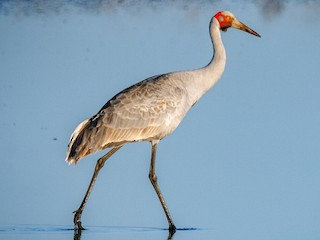  - Brolga