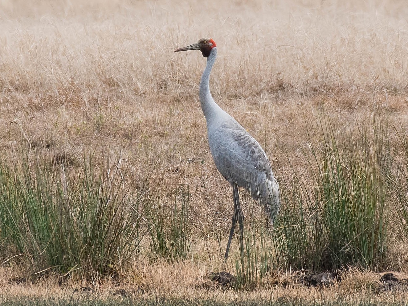 Brolga - Terence Alexander