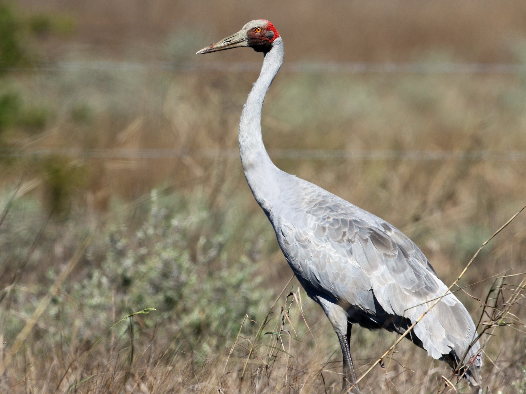 Brolga - Luke Seitz