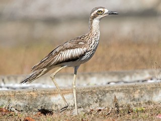  - Bush Thick-knee