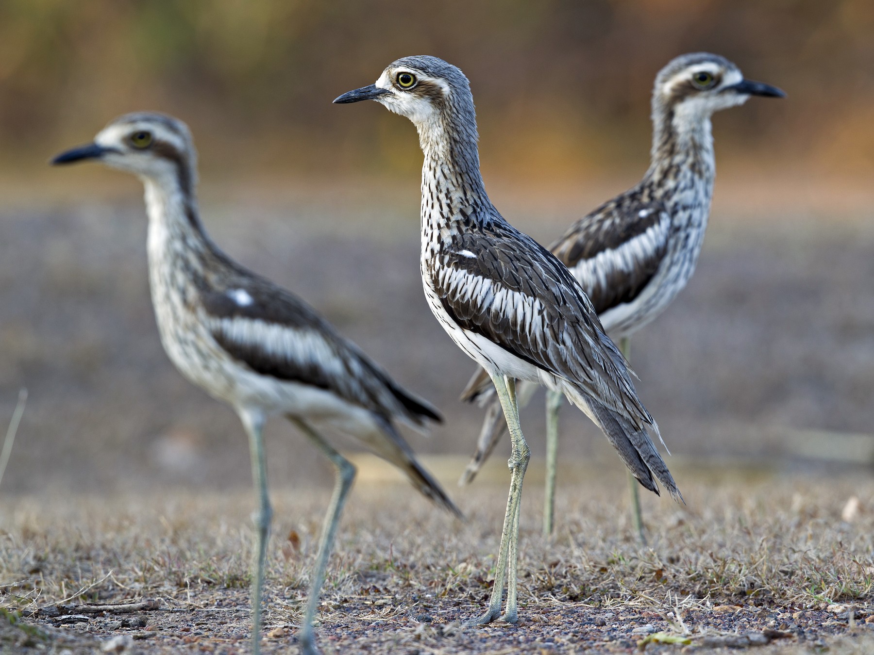 Bush Thick-knee - Mat Gilfedder