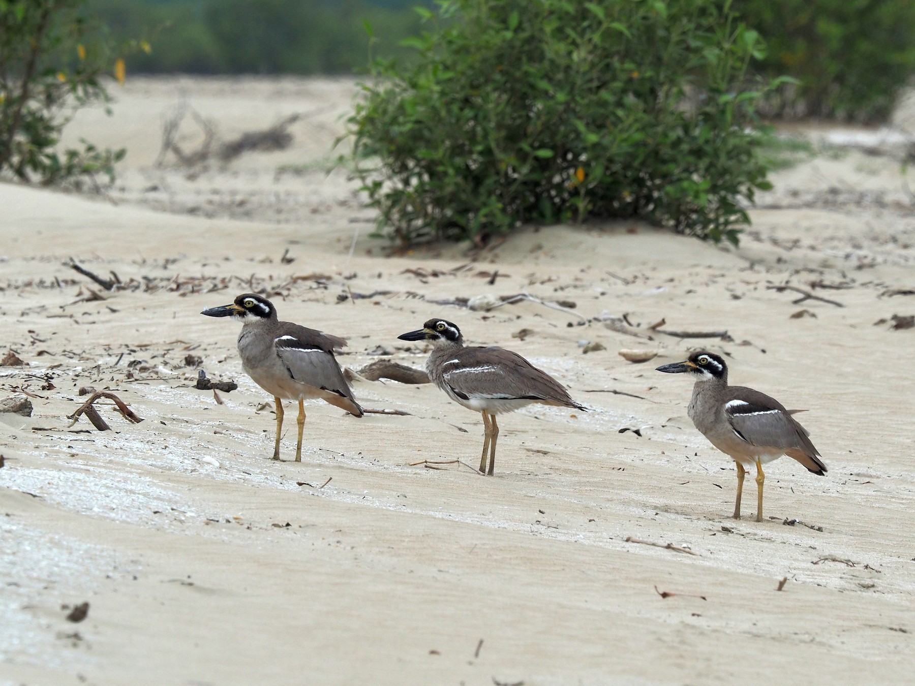 Beach Thick-knee - Len and Chris Ezzy