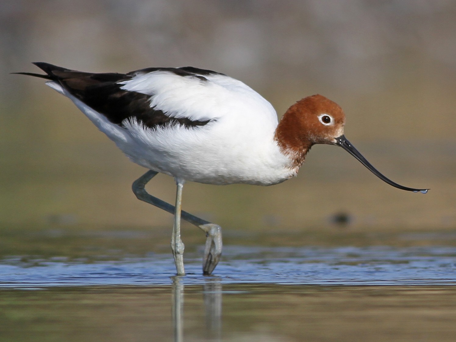 Red-necked Avocet - Chris Wiley