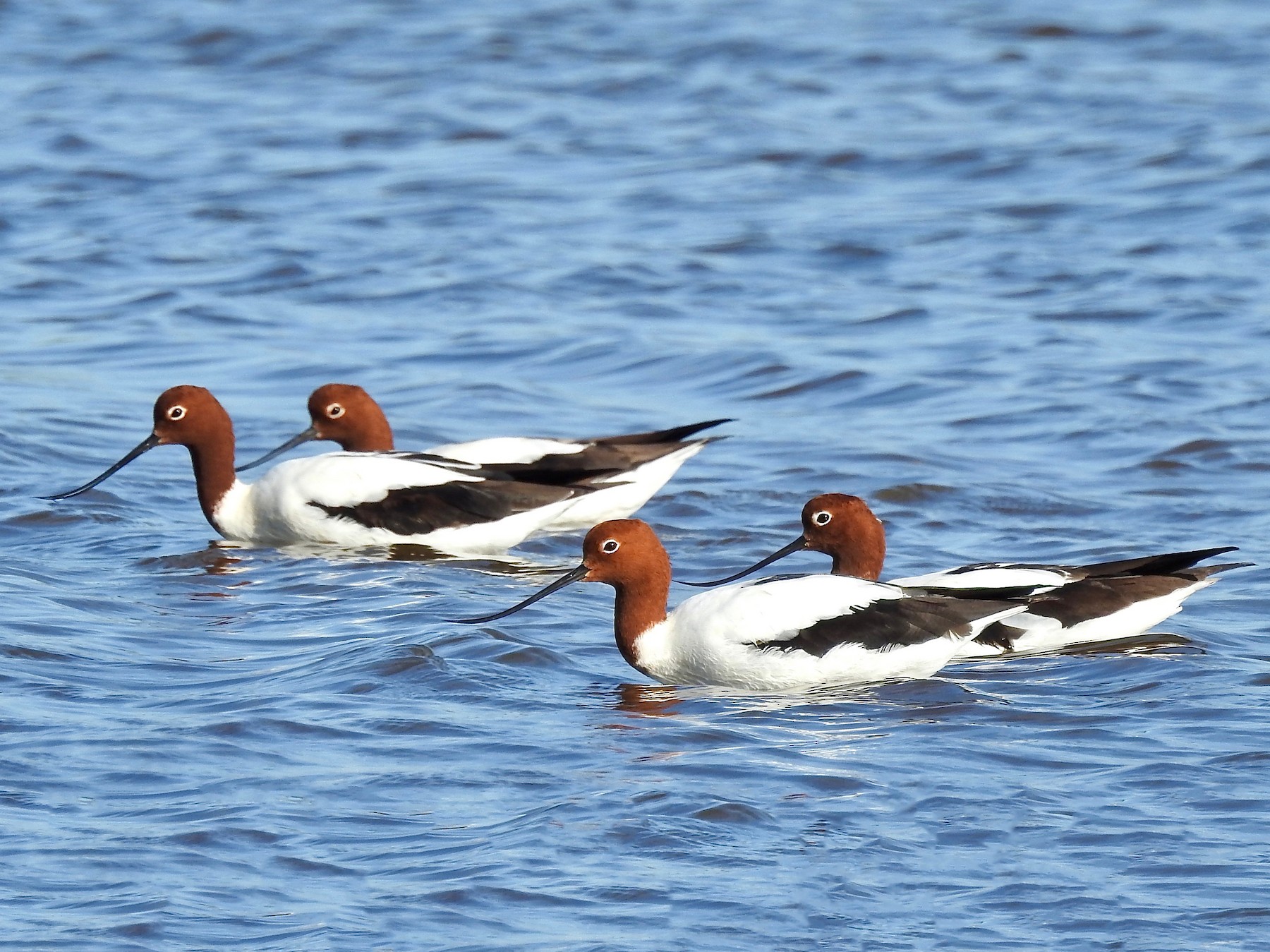 Red-necked Avocet - Michael Daley