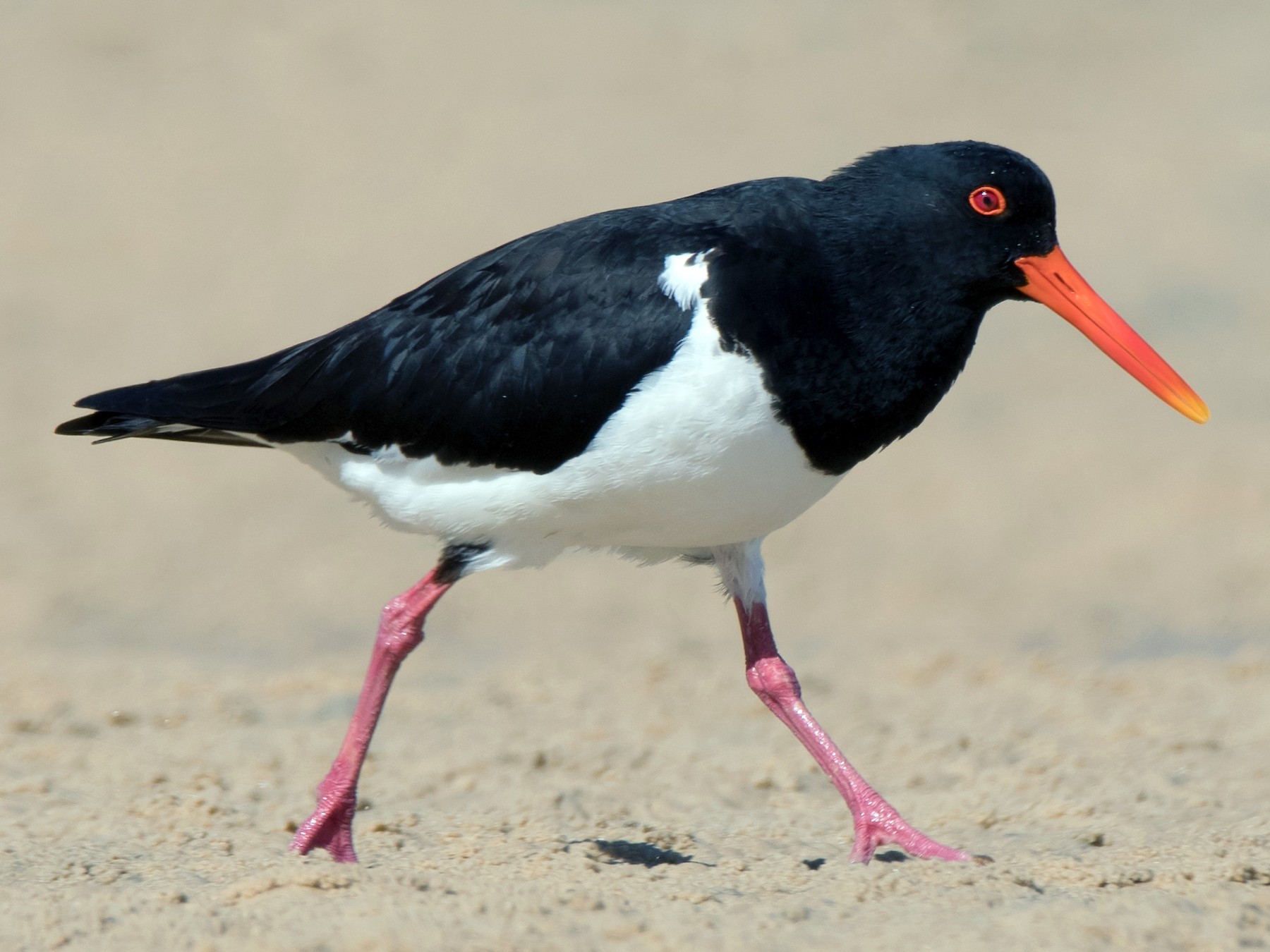 Pied Oystercatcher eBird
