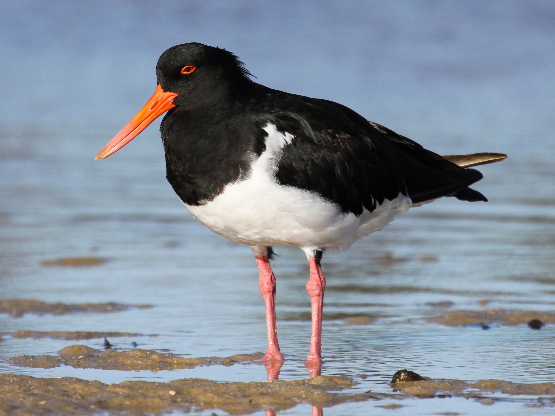 Australian Pied Oystercatcher eBird