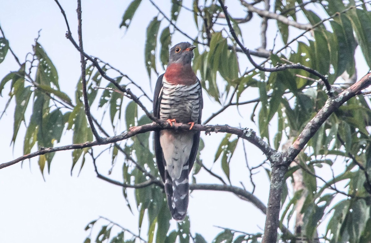 Red-chested Cuckoo - ML122312351