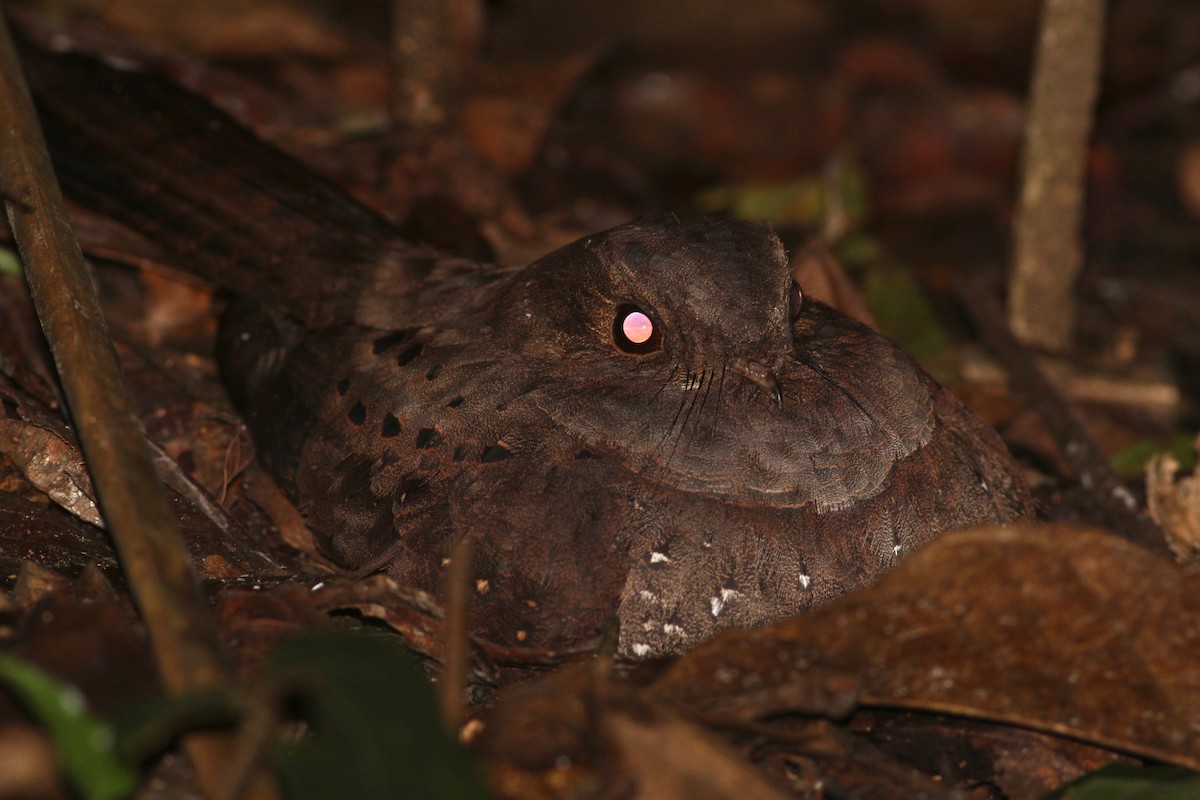 Ocellated Poorwill - ML122313351